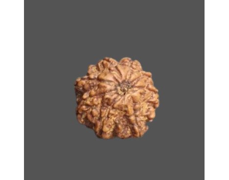 10 Mukhi Rudraksha