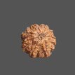 8 Mukhi Rudraksha - 3.060g.