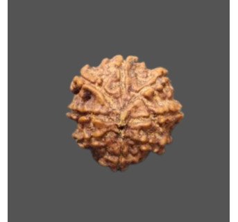 8 Mukhi Rudraksha - 3.060g.