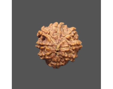 8 Mukhi Rudraksha - 3.060g.