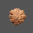 8 Mukhi Rudraksha - 3.060g.