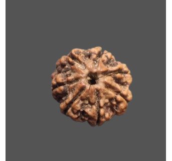 7 Mukhi Rudraksha