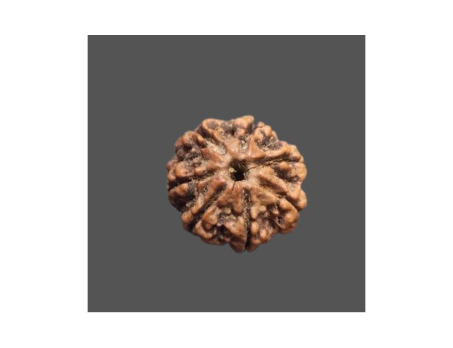7 Mukhi Rudraksha - 3.363 g. 7 Mukhi Rudraksha - 3.363 g.