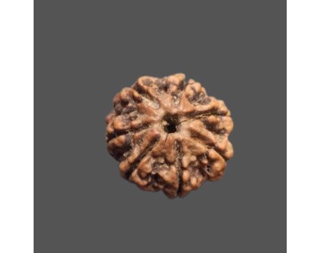 7 Mukhi Rudraksha