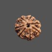 7 Mukhi Rudraksha - 3.363 g. 7 Mukhi Rudraksha - 3.363 g.