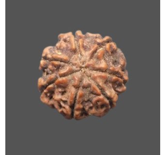 7 Mukhi Rudraksha - 3.363 g.