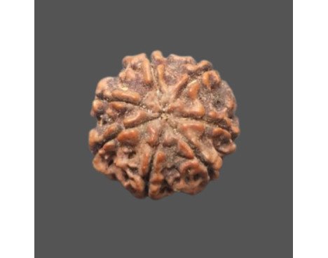7 Mukhi Rudraksha - 3.363 g.