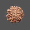7 Mukhi Rudraksha - 3.363 g. 7 Mukhi Rudraksha - 3.363 g.