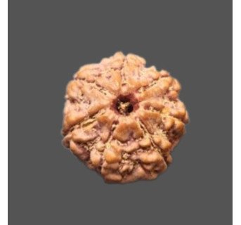 7 Mukhi Rudraksha