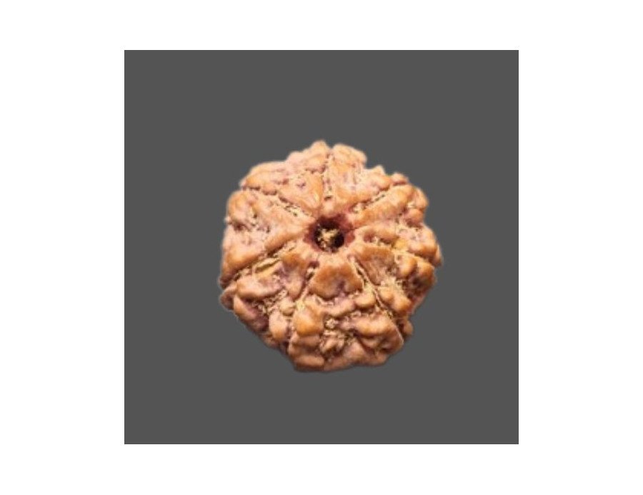 7 Mukhi Rudraksha - 3.451 g.