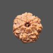 7 Mukhi Rudraksha - 3.451 g.
