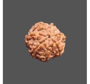 7 Mukhi Rudraksha - 3.451 g.