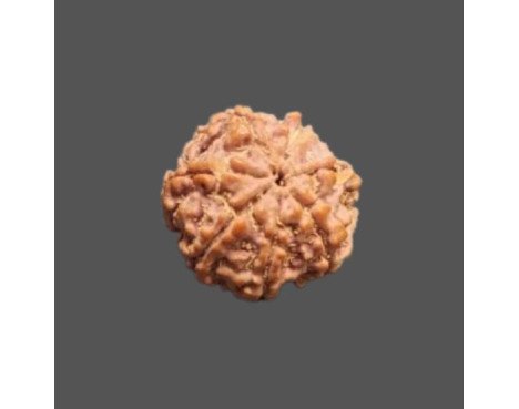 7 Mukhi Rudraksha - 3.451 g.