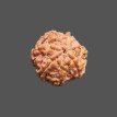 7 Mukhi Rudraksha - 3.451 g.