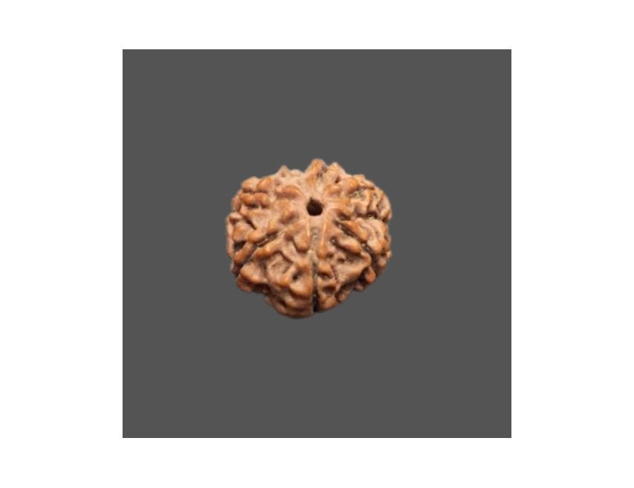 7 Mukhi Rudraksha - 3.063 g.