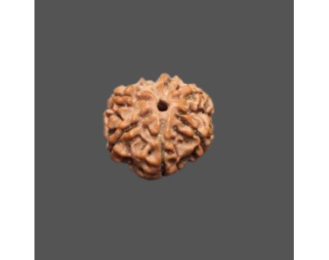 7 Mukhi Rudraksha