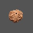 7 Mukhi Rudraksha - 3.063 g.