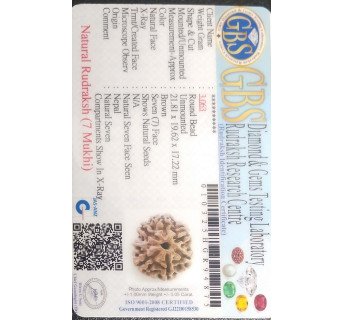 7 Mukhi Rudraksha - 3.063 g.