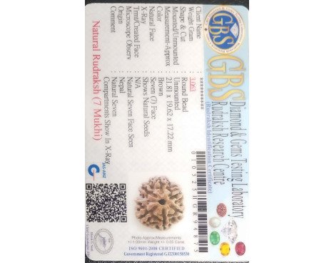 7 Mukhi Rudraksha - 3.063 g.