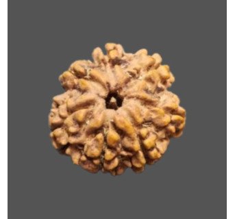 7 Mukhi Rudraksha