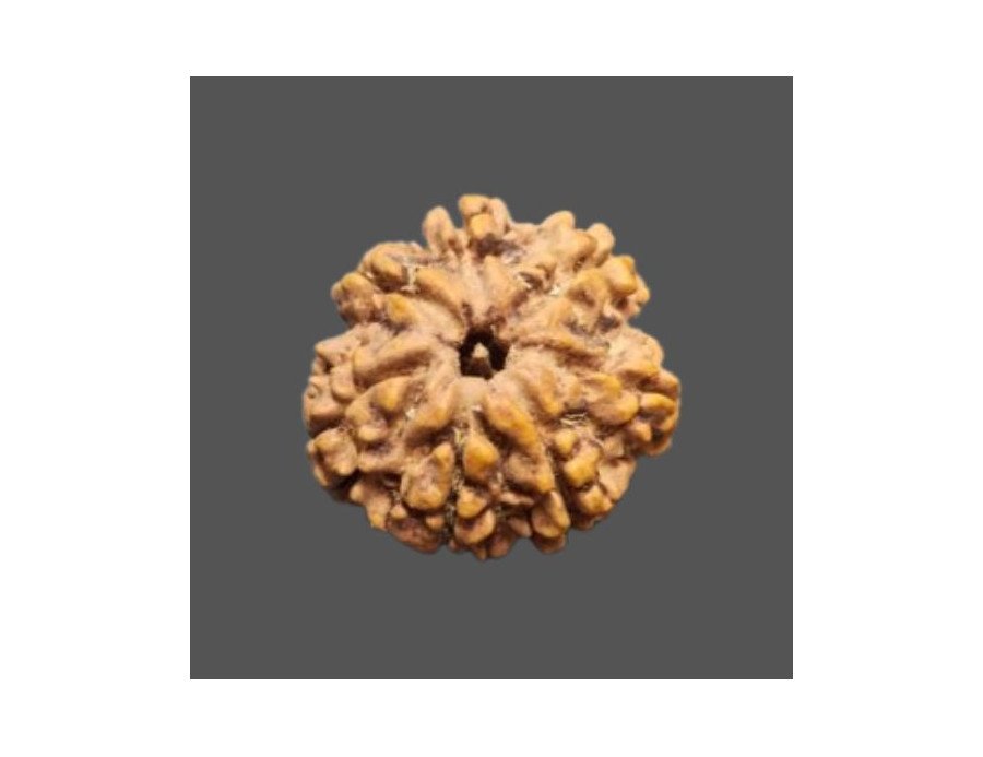 7 Mukhi Rudraksha - 2.086 g.