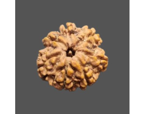 7 Mukhi Rudraksha