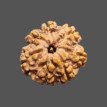 7 Mukhi Rudraksha - 2.086 g.