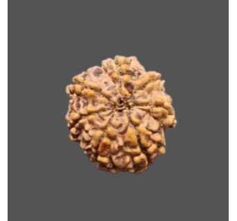7 Mukhi Rudraksha - 2.086 g.