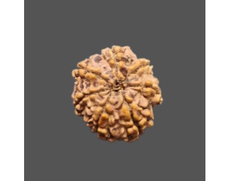 7 Mukhi Rudraksha - 2.086 g.