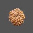 7 Mukhi Rudraksha - 2.086 g.