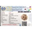 7 Mukhi Rudraksha - 2.086 g.