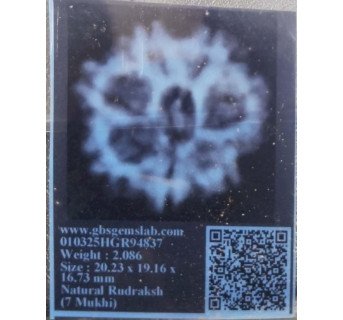 7 Mukhi Rudraksha
