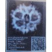7 Mukhi Rudraksha - 2.086 g.