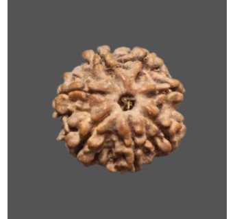 7 Mukhi Rudraksha