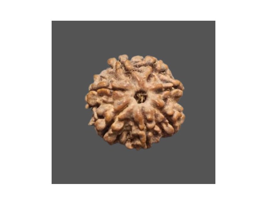7 Mukhi Rudraksha - 2.901 g.