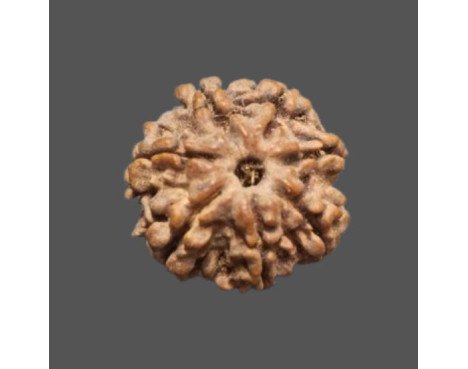 7 Mukhi Rudraksha