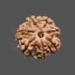 7 Mukhi Rudraksha - 2.901 g.