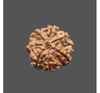 7 Mukhi Rudraksha - 2.901 g.