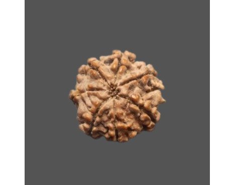 7 Mukhi Rudraksha - 2.901 g.