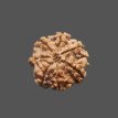 7 Mukhi Rudraksha - 2.901 g.