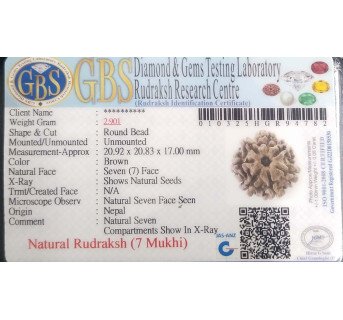 7 Mukhi Rudraksha