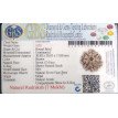 7 Mukhi Rudraksha - 2.901 g.