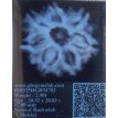 7 Mukhi Rudraksha - 2.901 g.