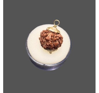 5 Mukhi Rudraksha