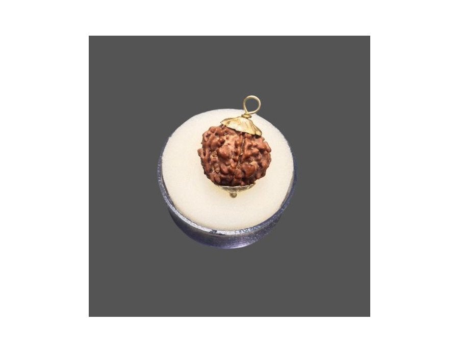 6 Mukhi Rudraksha - 4.251 g.