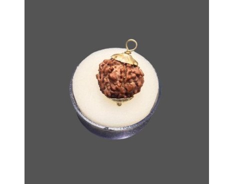 5 Mukhi Rudraksha