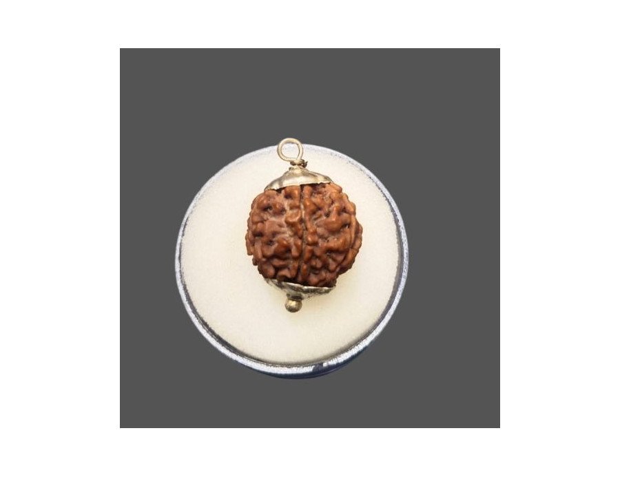 6 Mukhi Rudraksha - 4.351 g.
