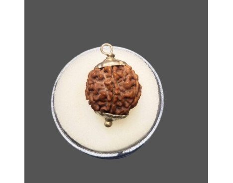 5 Mukhi Rudraksha