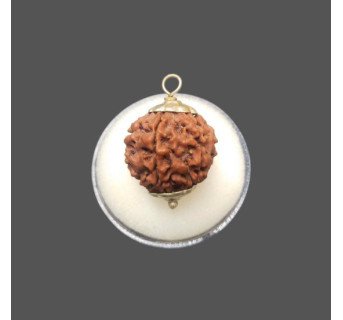 5 Mukhi Rudraksha