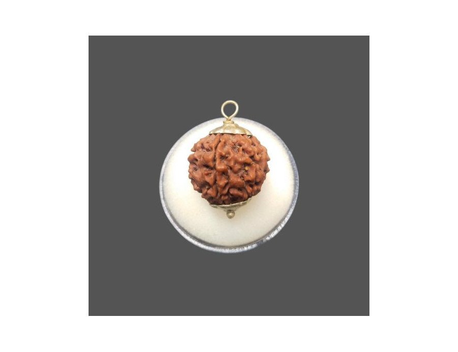 6 Mukhi Rudraksha - 5.085 g.